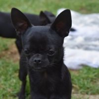 Jeune mâle chihuahua lof (disponible de suite)
