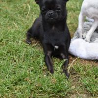 Jeune mâle chihuahua lof (disponible de suite) #2