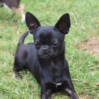 Jeune mâle chihuahua lof (disponible de suite) #3