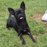 Jeune mâle chihuahua lof (disponible de suite) #4