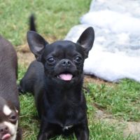 Jeune mâle chihuahua lof (disponible de suite) #5
