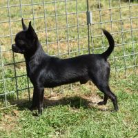 Jeune mâle chihuahua lof (disponible de suite) #6