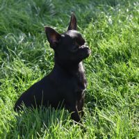 Jeune mâle chihuahua lof (disponible de suite) #1
