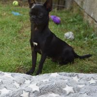 Jeune mâle chihuahua lof (disponible de suite) #7