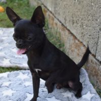 Jeune mâle chihuahua lof (disponible de suite) #8