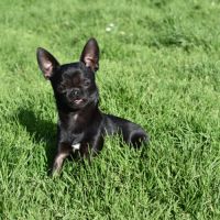 Jeune mâle chihuahua lof (disponible de suite)