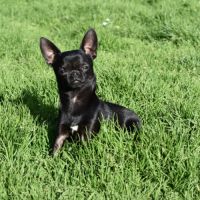 Jeune mâle chihuahua lof (disponible de suite) #4