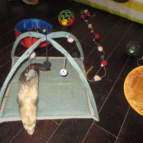 Adorable furet très joueur et gentil #1