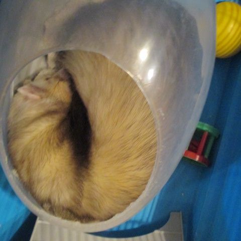 Adorable furet très joueur et gentil #2