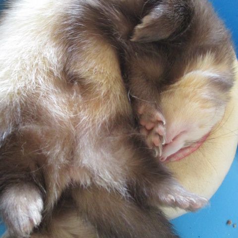 Adorable furet très joueur et gentil #3