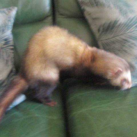 Adorable furet très joueur et gentil #4