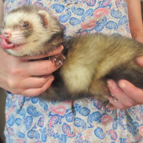 Adorable furet très joueur et gentil