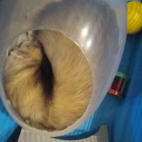 Adorable furet très joueur et gentil #2