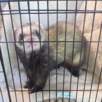 Adorable furet très joueur et gentil #5