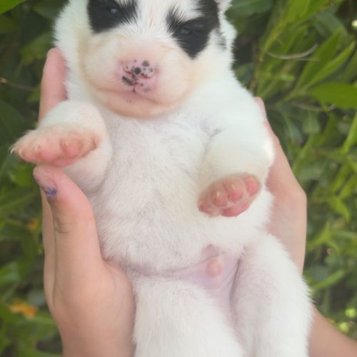 Pomsky chiot à réserver #1