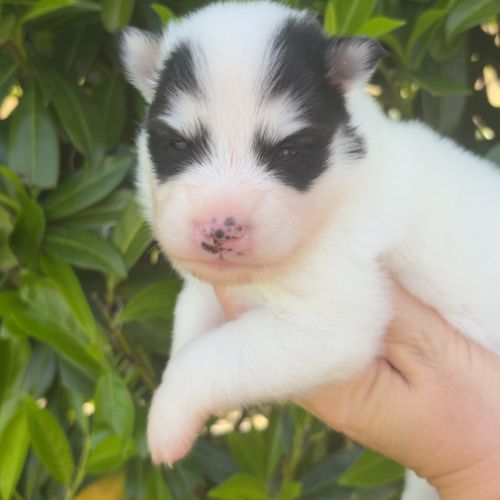 Pomsky chiot à réserver #2