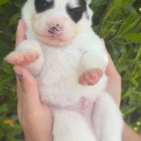 Pomsky chiot à réserver #1