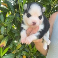 Pomsky chiot à réserver #5