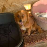 Jaya ultra câline à l'adoption #1