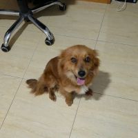Jaya ultra câline à l'adoption #5