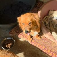 Jaya ultra câline à l'adoption #7