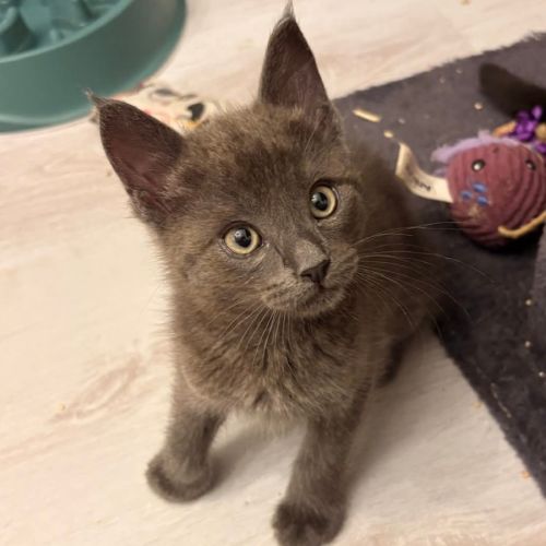 Popeye, joli chaton a l'adoption #0