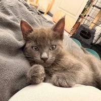 Popeye, joli chaton a l'adoption #1