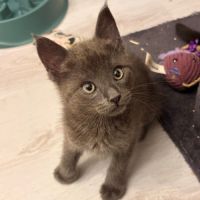 Popeye, joli chaton a l'adoption
