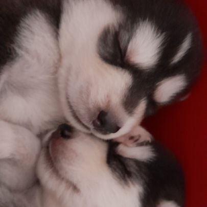 Chiot husky de sibérie lof à réserver.