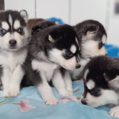 Chiot husky de sibérie lof à réserver.