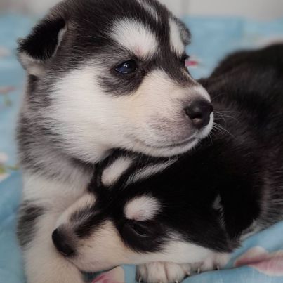 Chiot husky de sibérie lof à réserver. #2