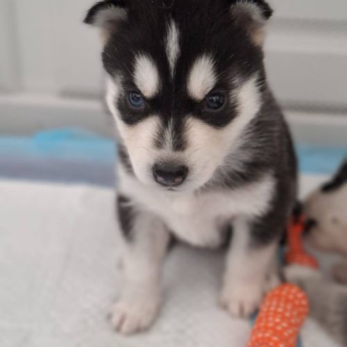 Chiot husky de sibérie lof à réserver. #3