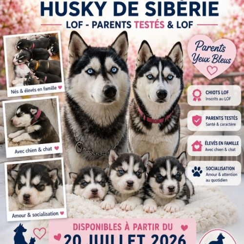 Chiot husky de sibérie lof à réserver. #2