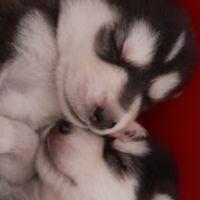 Chiot husky de sibérie lof à réserver. #0