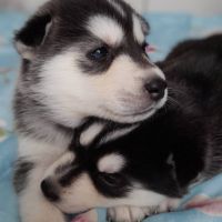 Chiot husky de sibérie lof à réserver. #2