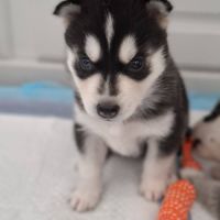 Chiot husky de sibérie lof à réserver. #3