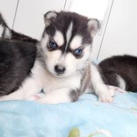 Chiot husky de sibérie lof à réserver. #4