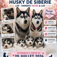 Chiot husky de sibérie lof à réserver. #2