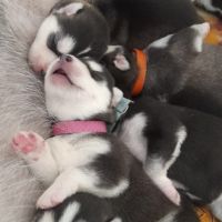 Chiot husky de sibérie lof à réserver. #3