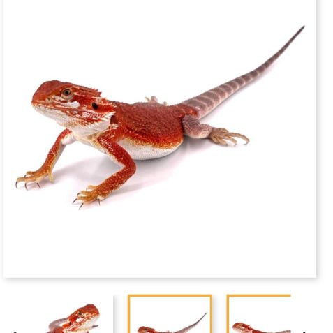 Pogona vitticeps red (9 mois)