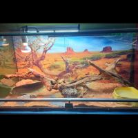 Pogona vitticeps red (9 mois) #2
