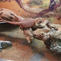 Pogona vitticeps red (9 mois) #3