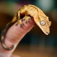 Gecko à crête