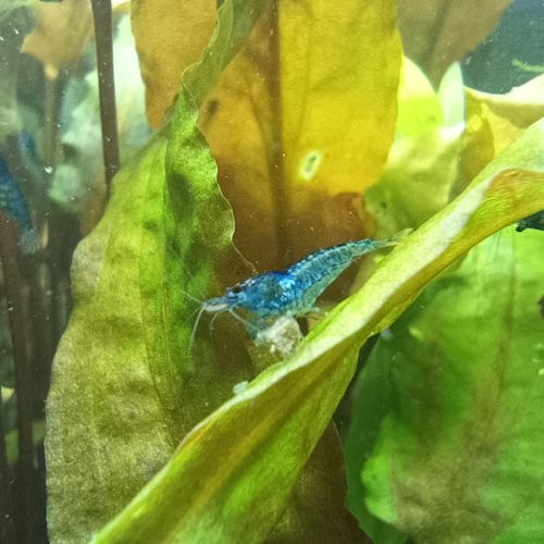 Crevettes blue velvet