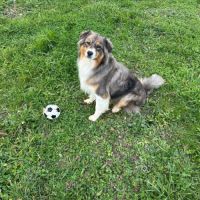 Donne berger australien 1 an - tarn #1