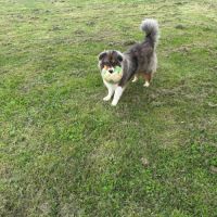 Donne berger australien 1 an - tarn #2