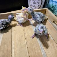2 couvées de 4 calopsittes eam a adopter bientot.
