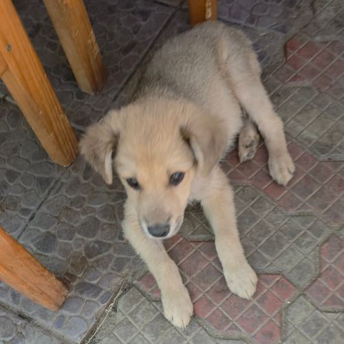 Codita un bebe damour #1