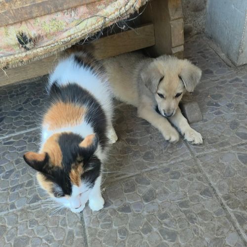 Codita un bebe damour #4