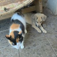 Codita un bebe damour #4